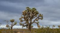 Stormy Desert